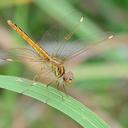 Image of Brachythemis wilsoni