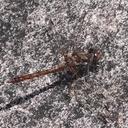 Image of Sympetrum roraimae