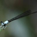 Image of Proplatycnemis pallidus