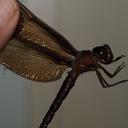 Image of Tetracanthagyna degorsi