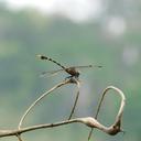 Image of Nychogomphus geometricus