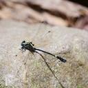 Image of Heliogomphus aluoiensis