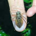 Image of Macromia jucunda