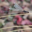 Image of Pseudagrion laidlawi