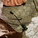 Image of Melligomphus minimus