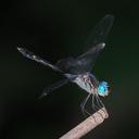Image of Micrathyria hippolyte