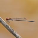 Image of Neoneura fulvicollis
