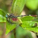 Image of Onychogomphus seydeli