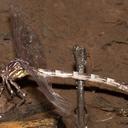 Image of Epigomphus echeverrii