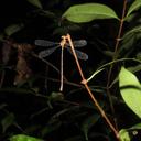 Image of Heteragrion silvarum