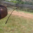 Image of Pseudagrion risi
