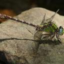 Image of Ophiogomphus acuminatus