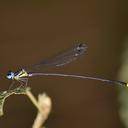 Image of Coeliccia hayashii