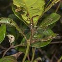 Image of Metaphya elongata