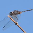 Image of Trithemis aequalis
