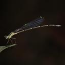 Image of Coeliccia lieftincki