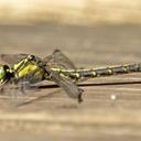 Image of Trigomphus ogumai