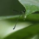 Image of Telosticta gading