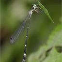 Image of Protosticta spinosa
