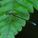 Image of Sinosticta debra