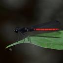 Image of Stenocypha gracilis