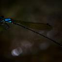 Image of Allocnemis vicki