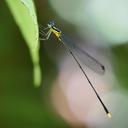 Image of Coeliccia coronata