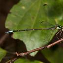 Image of Priscagrion