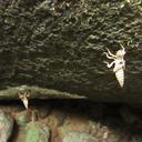 Image of Chlorogomphus dyak