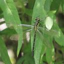 Image of Davidius delineatus