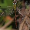 Image of Triacanthagyna septima