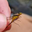 Image of Heteragrion pemon