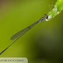 Image of Epipleoneura metallica