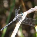 Image of Orthetrum agaricum