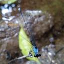 Image of Elattoneura pruinosa