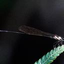 Image of Nososticta circumscripta