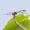 Image of Phyllogomphus aethiops