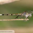 Image of Archaeogomphus hamatus