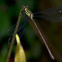 Image of Heteragrion simulatum