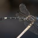 Image of Phyllogomphoides apiculatus