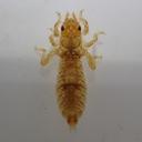 Image of Paragomphus kiautai