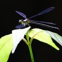 Image of Nesolestes rubristigma