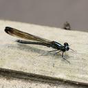 Image of Aristocypha immaculata