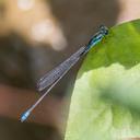Image of Pseudagrion isidromorai