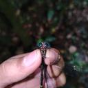 Image of Epigomphus westfalli