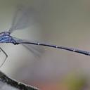 Image of Philogenia expansa