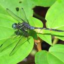 Image of Orthetrum umbratum