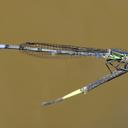 Image of Pseudagrion kaffinum