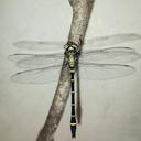 Image of Chlorogomphus takakuwai
