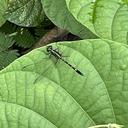Image of Diplacina micans